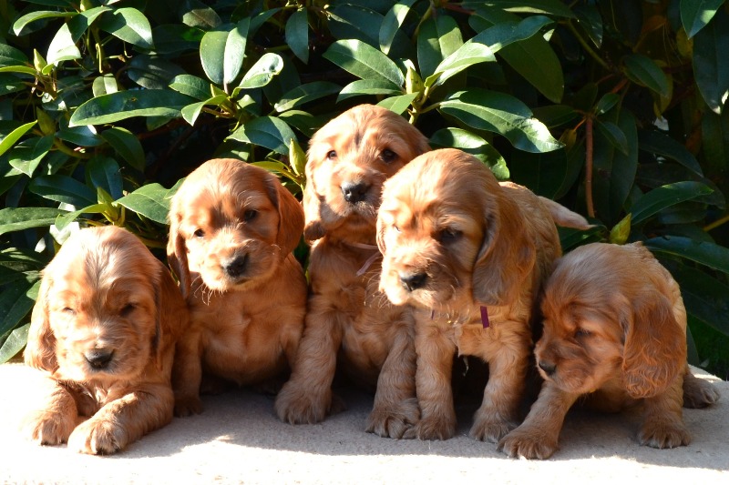 5-Icon, Ina, Idol, Ira, Iris.JPG